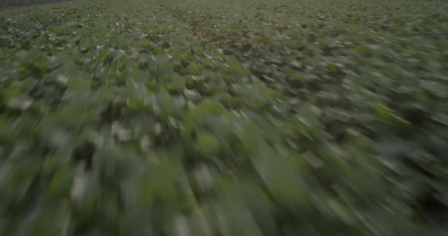 A long stretch of thick vegetation