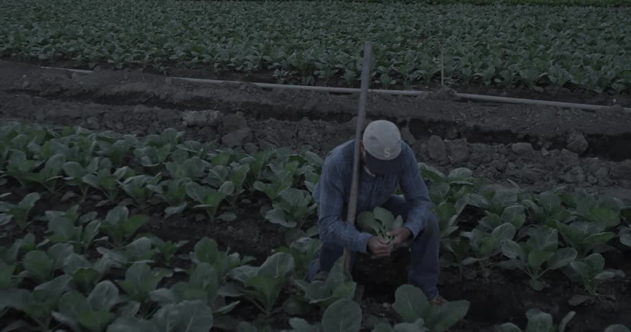 A farmer inspects his crops