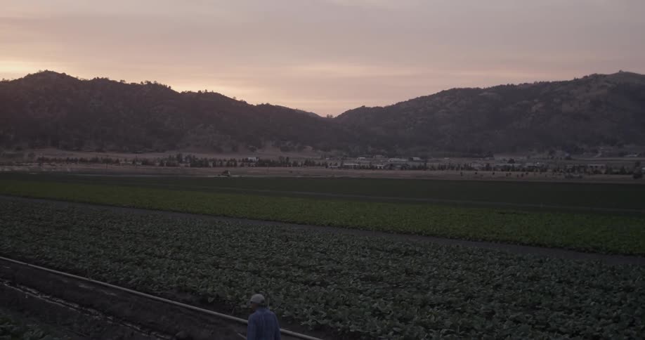 Man walks among large farm fields at sunset