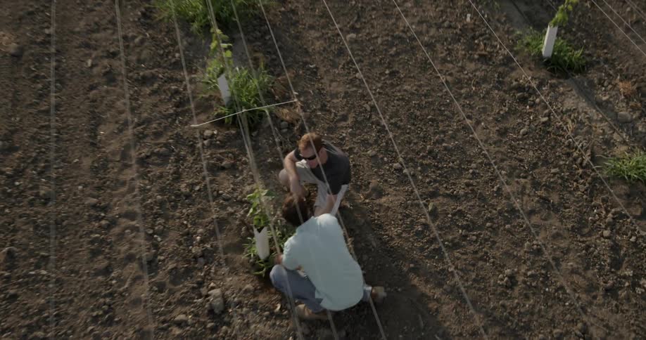 Two men inspect plants on a farm