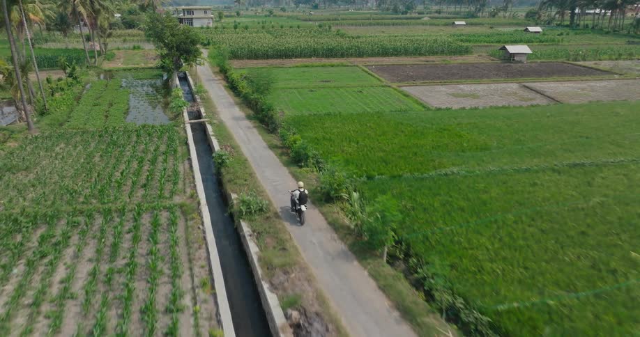 A motorcyclist winds along a dusty road flanked by lush green rice paddies stretching towards the horizon