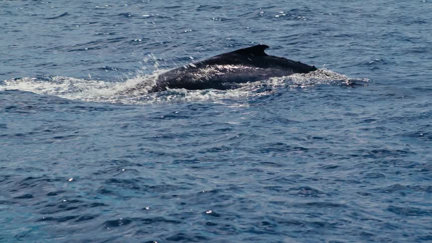 A humpback whale swimming in the ocean its distinctive hump and flukes creating a powerful silhouette against the water