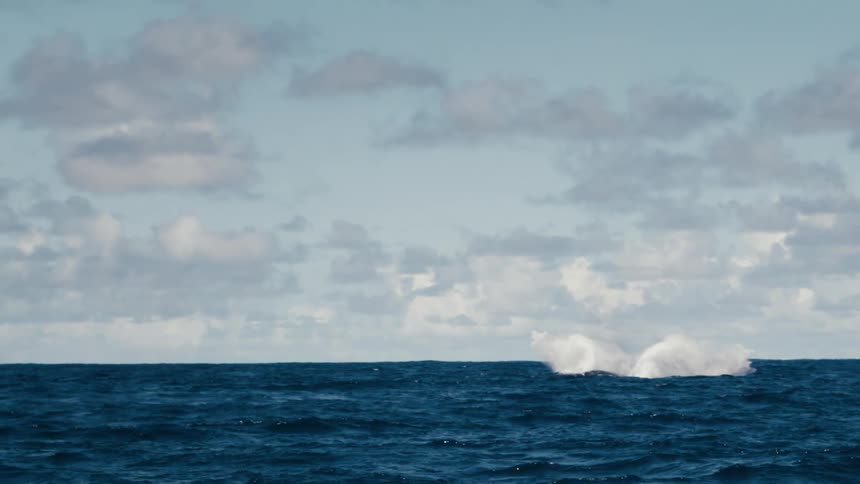 Whale jumping in the sea
