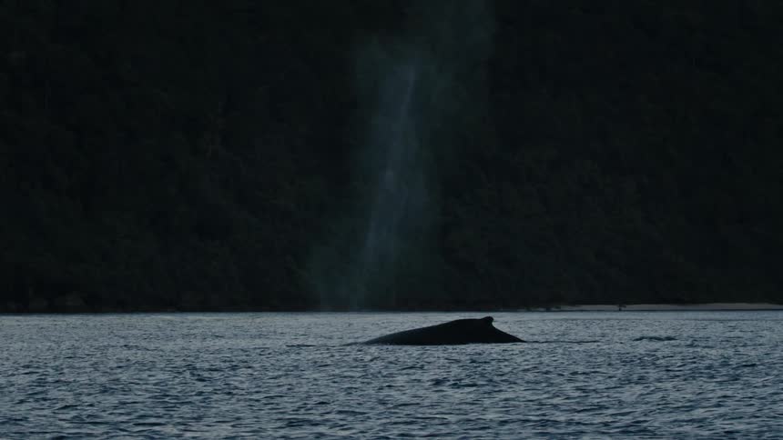 A whale breaks the surface spewing a plume of white mist