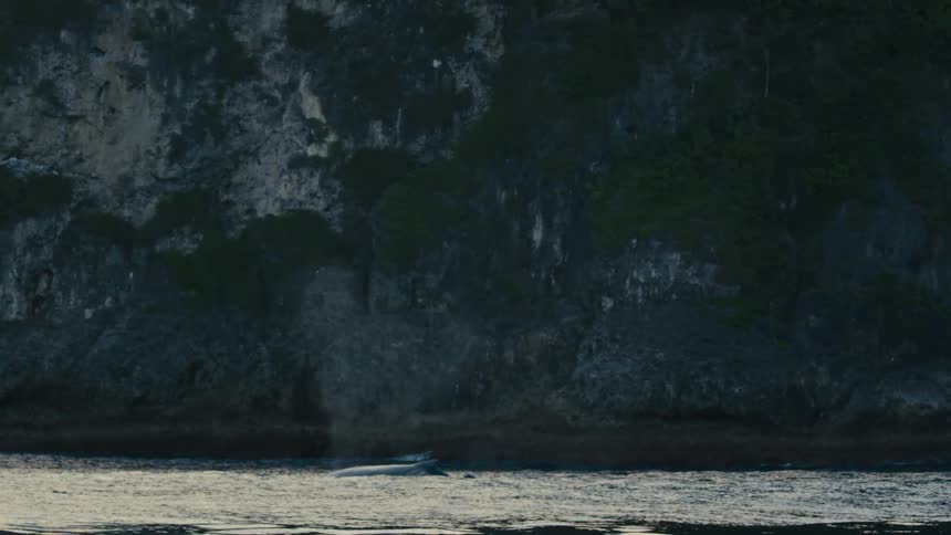 Whales break the surface of the ocean near the coast spewing mist