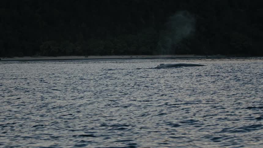 A group of whales breaks the surface to breathe near the coast