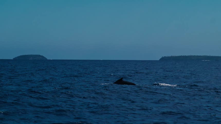 Ocean landscape with a whale on the surface