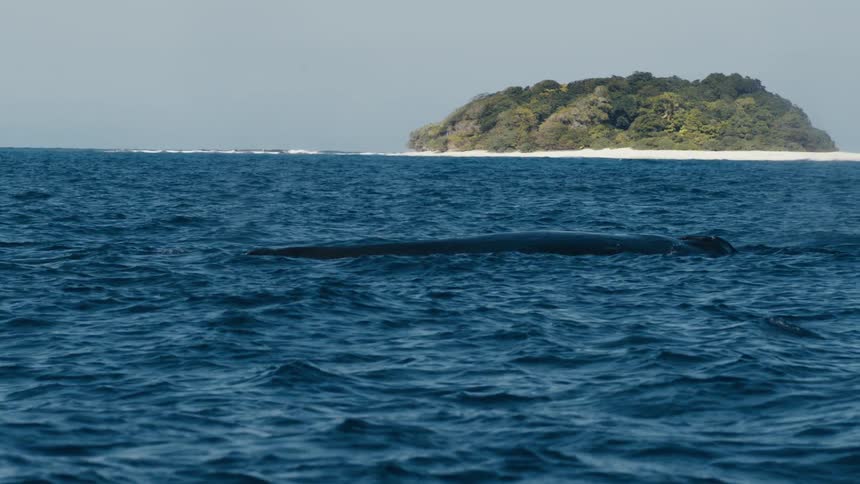 A large whale swimming in the ocean near a small island with white sand beaches and lush green trees