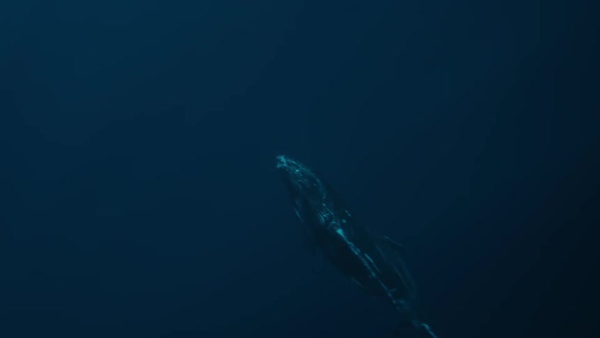 A solitary humpback whale swims through the deep blue ocean