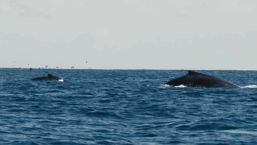 A footage of a whale in the ocean