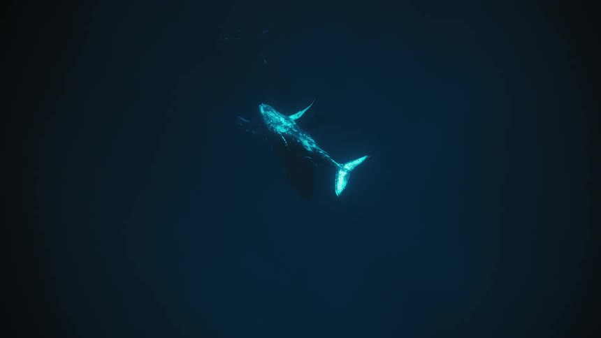A mother humpback whale and her calf swim together in the ocean