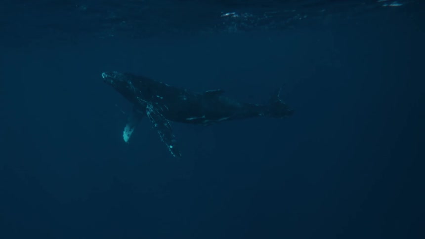 A large whale swims in the blue water