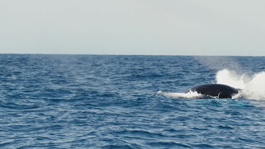Slow motion footage of a whale jumps out of the ocean and dives back in