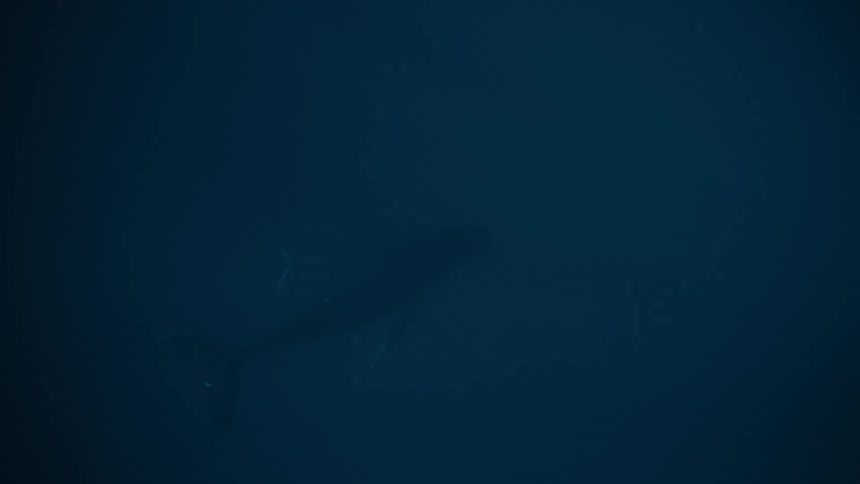Inside the sea a whale swimming in the depths