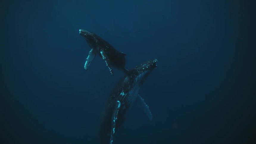 Two humpback whales gracefully swimming through a deep blue ocean