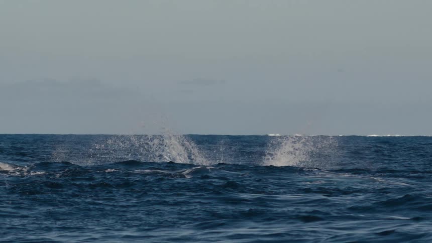 A whale jumps by the boat and splashes water