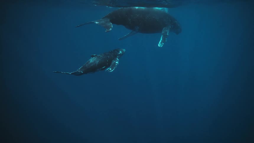 Under the ocean water two whales are swimming side by side
