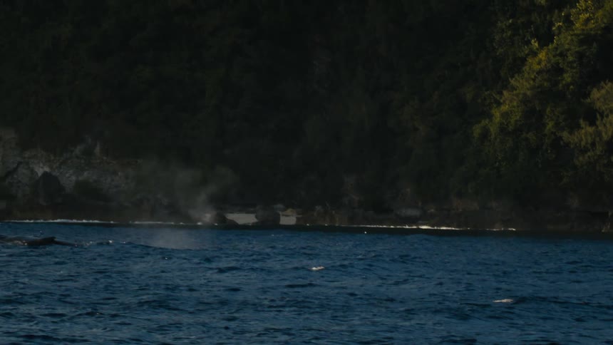 A whale sprays water near the shore line