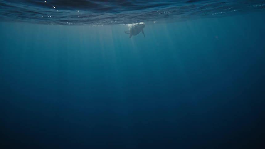 Whale swims through the brightly lit water near the ocean surface during the day