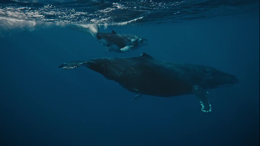 A mother humpback whale swims gracefully through the crystal clear ocean gently carrying her calf