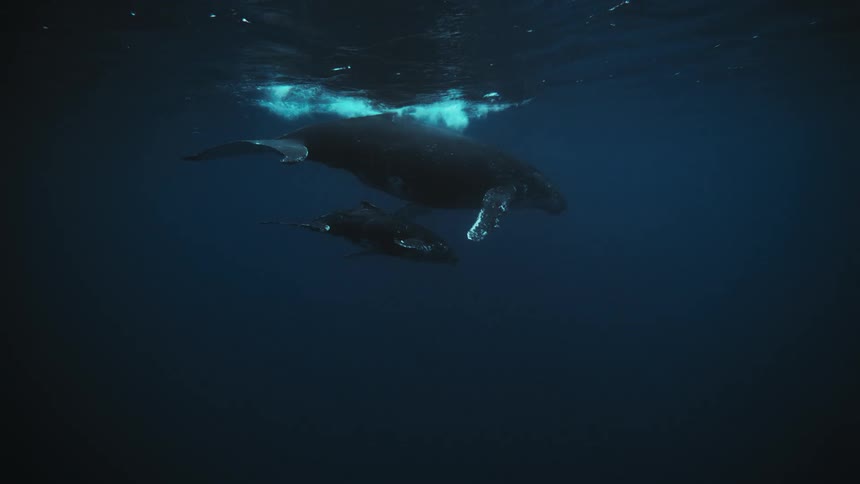 Two whales swimming side by side in the ocean water