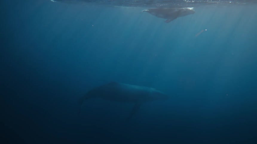 Two whales swimming in the ocean water near the surface