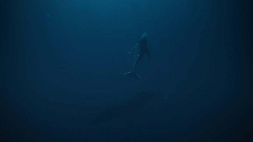 At the bottom of the ocean a whale is moving slowly