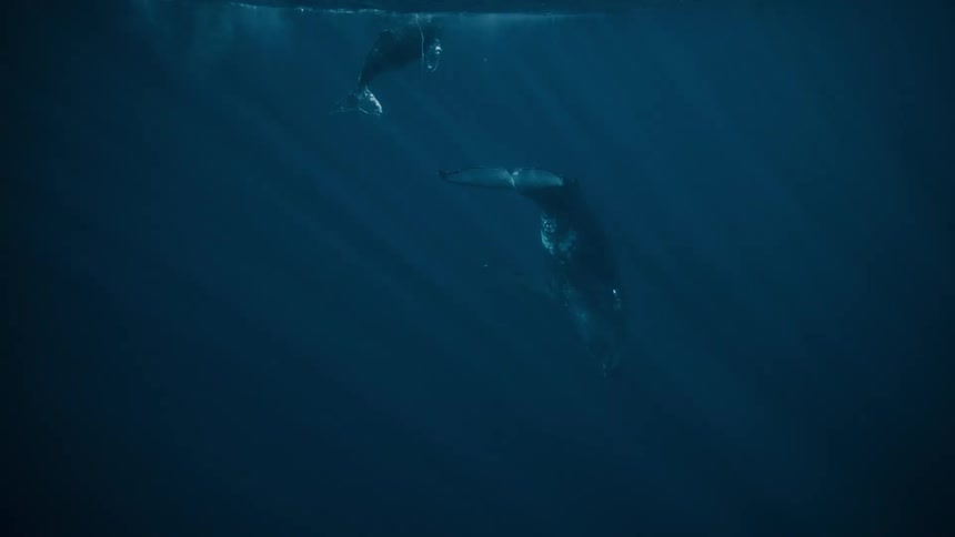 Two blue whales underwater in a deep ocean and the smaller whale is almost at the surface