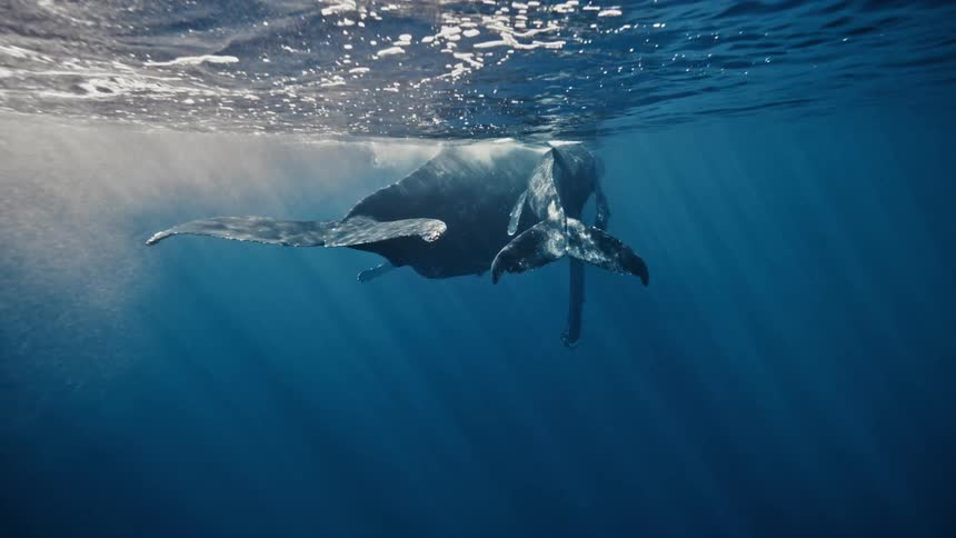 A humpback whale and its calf breaching the surface of the ocean their powerful tail flukes breaking through the water with a dramatic splash