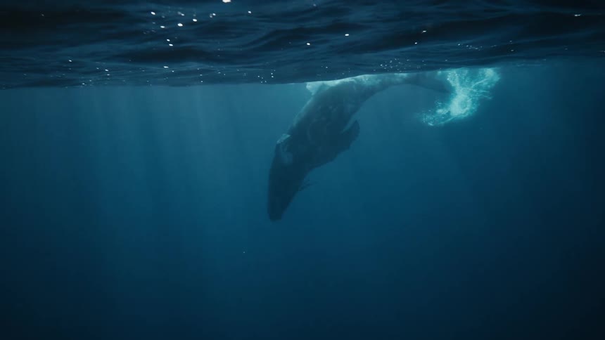A humpback whale breaching the surface of the ocean its powerful tail flukes breaking through the water with a dramatic splash