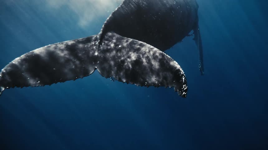 A large whale swings its fin in the water
