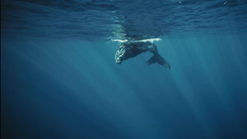 A type of whale swimming in the ocean towards the surface