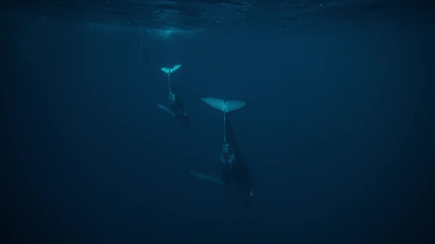 A couple of whales swimming in the dark deep blue ocean