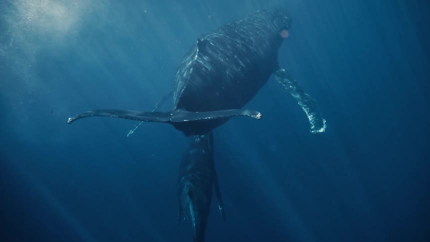 A mother humpback whale swims gracefully through the crystal clear ocean gently carrying her calf