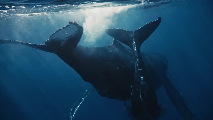 Two whales swimming side by side under the sea