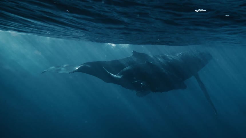 Whales swim underwater in dark blue water with streaks of light breaking through from the surface