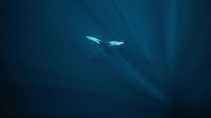Under water sea creature is swimming in the dark ocean