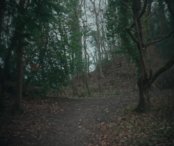 A winding path leads through a dense shadowy forest with sunlight filtering through the canopy
