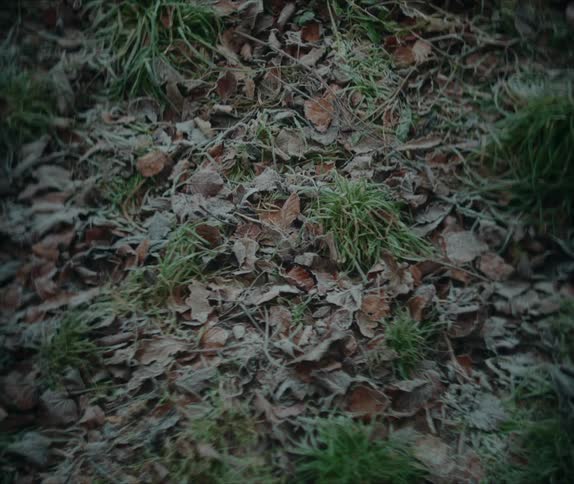 Leaves cover the grass