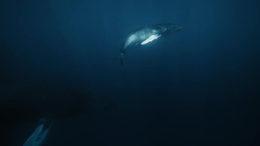 Two whales swim in the deep dark ocean with one moving into the foreground and one in the background
