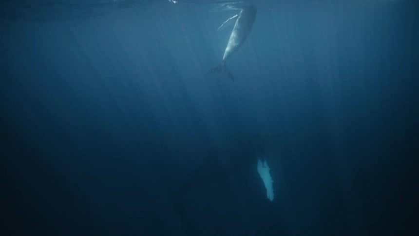 A humpback whale and its calf swim together in the ocean while a small boat watches nearby
