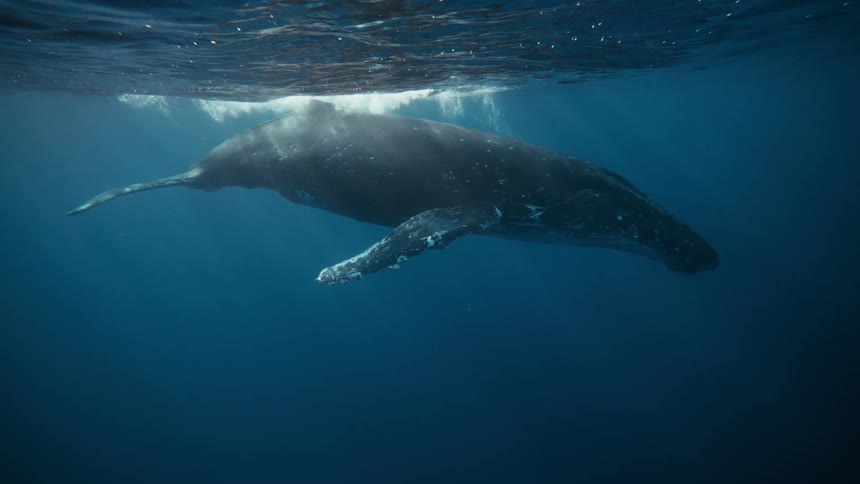 A humpback whale swims gracefully through the crystal clear ocean its massive body illuminated by a beam of sunlight