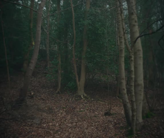 A forest with barren and fir trees