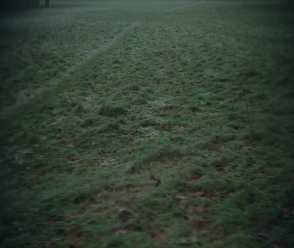 An outdoor environment with the ground covered in green grass