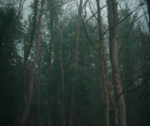 A forest of barren and fir trees