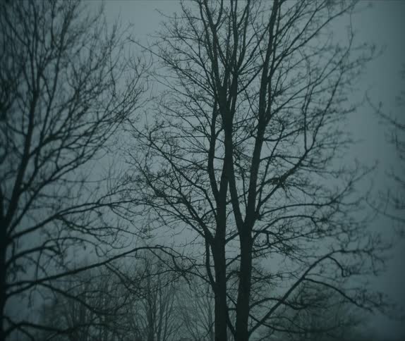 A gloomy scene of bare trees silhouetted against a foggy overcast sky