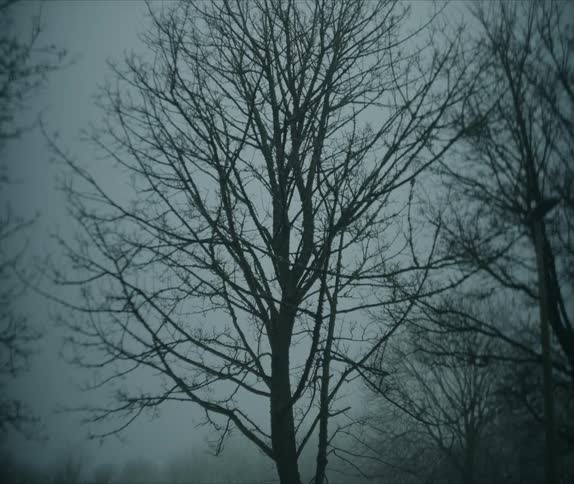 Leafless trees on a foggy day