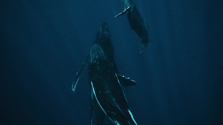 Three whales are swimming side by side in the ocean sea