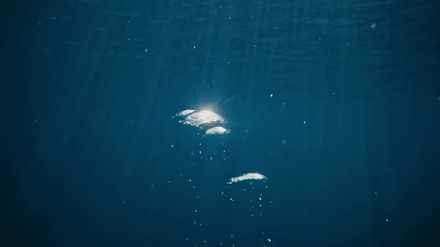 Bubbles up to the surface underwater