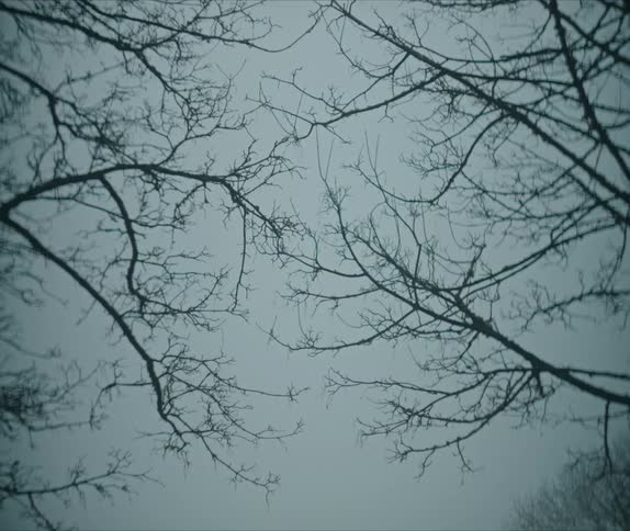 The tree branches hang under the cloudy sky